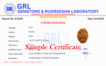 2 Mukhi Rudraksha Nepal - 14mm - view 4