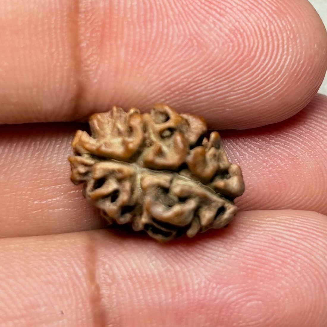 2 Mukhi Rudraksha Nepal - 14mm