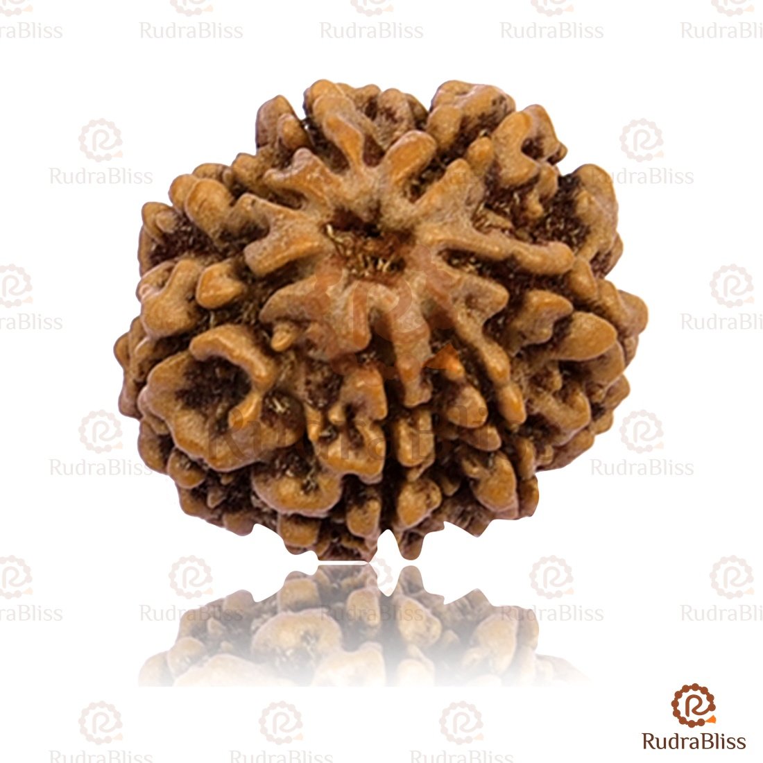 7 Mukhi Rudraksha Nepal 18-20mm