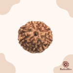 8 Mukhi Rudraksha - Indonesia - 8mm Size - view 3