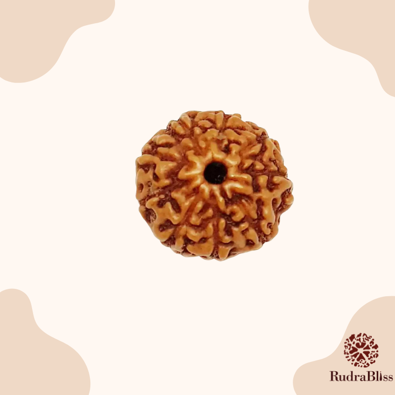 9 Mukhi Rudraksha - Indonesia - 8mm