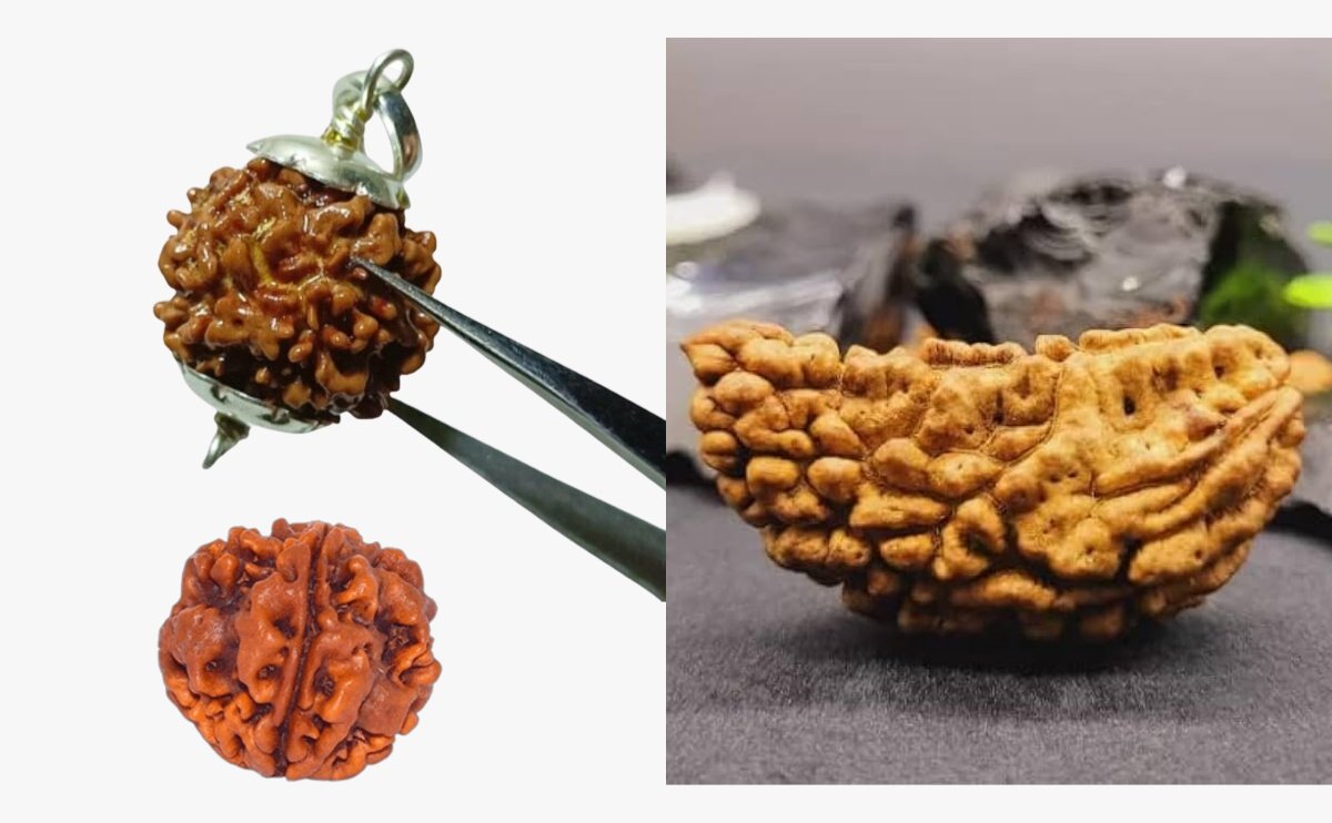 1 Mukhi Rudraksha Bead: Powers & Their Benefits