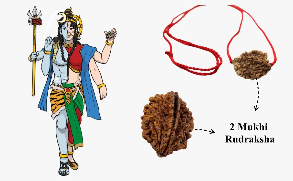 2 Mukhi Rudraksha : Power and Significance