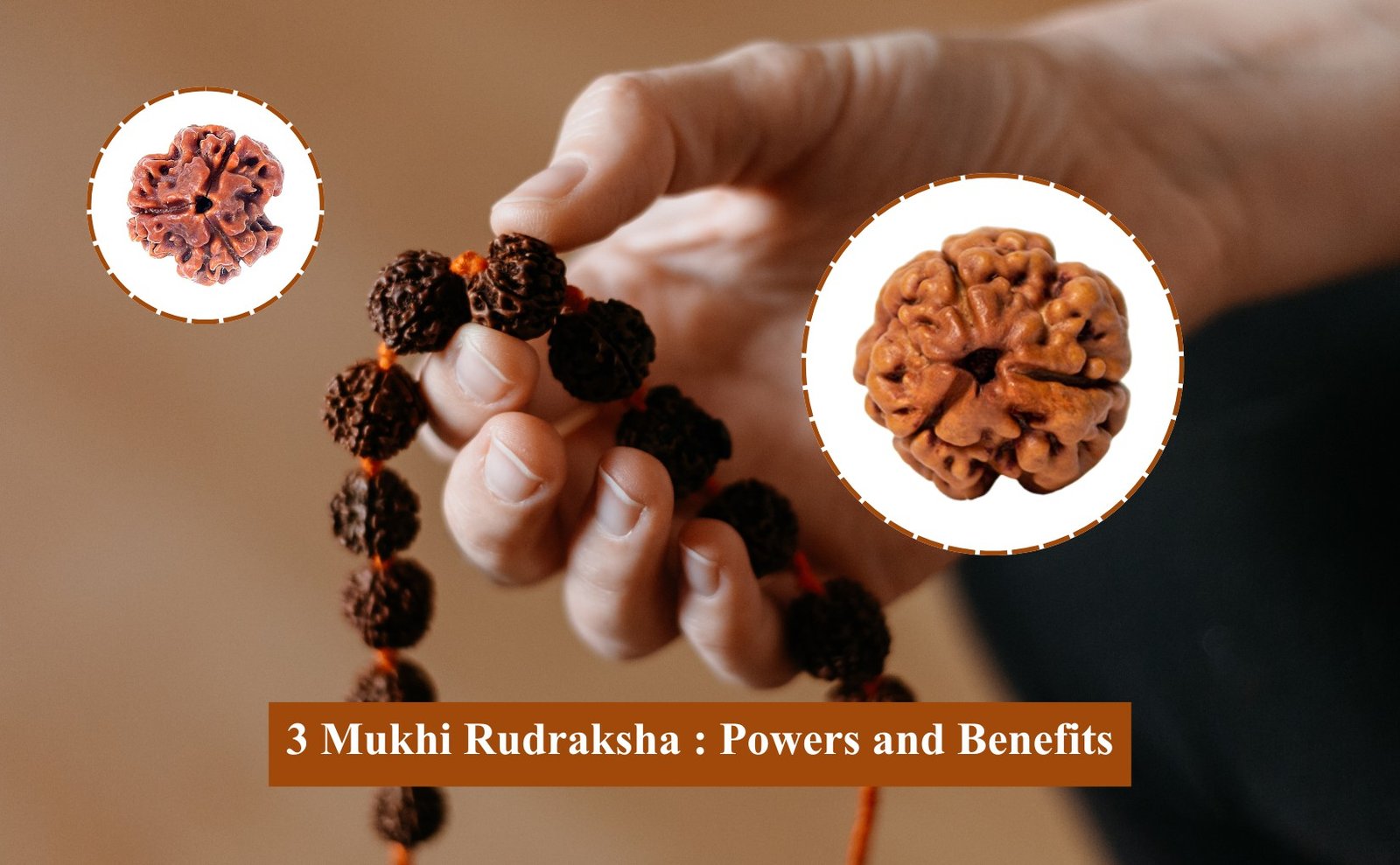 3-Mukhi-Rudraksha -Powers-and-Benefits