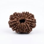 Original 14 Mukhi Rudraksha Nepal 24mm front view with natural mukhi lines