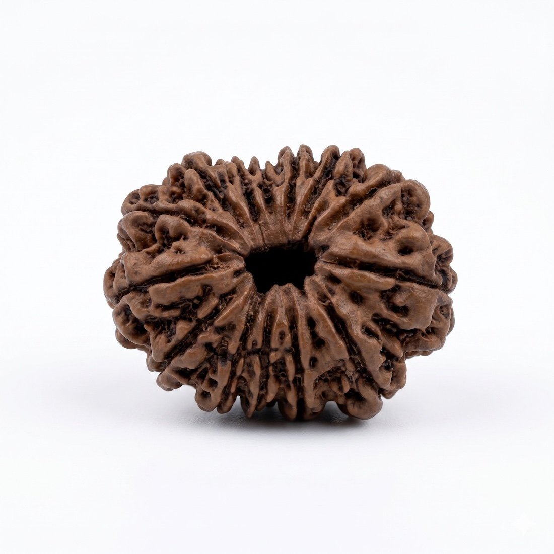 Original 14 Mukhi Rudraksha Nepal 24mm front view with natural mukhi lines
