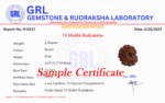 13 Mukhi Rudraksha Nepal Regular Size - view 4