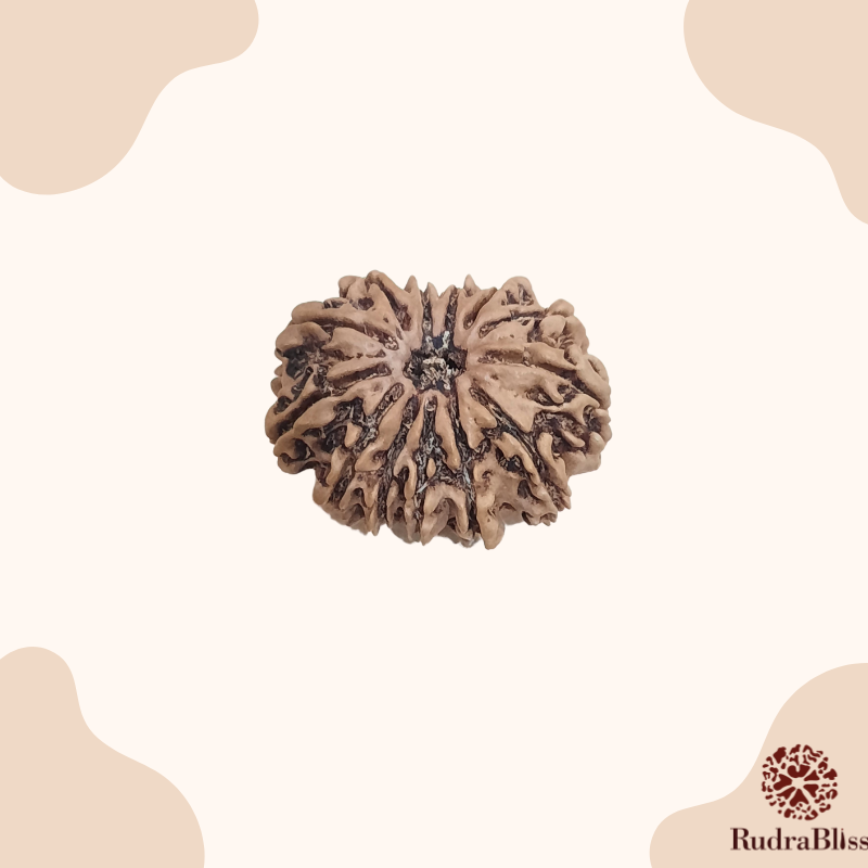 13 Mukhi Rudraksha Nepal 28mm Size (Collector Bead)