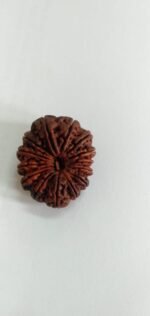 14 Mukhi Rudraksha Nepal 32.21mm - view 4
