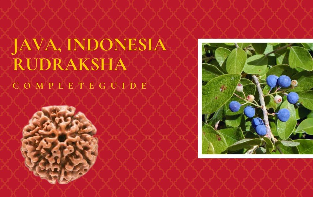 Java, Indoanesia Rudraksha